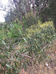 Eucalyptus eugenioides