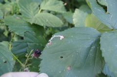 Stigmella splendidissimella