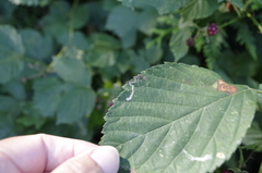 Stigmella splendidissimella