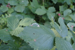 Stigmella splendidissimella