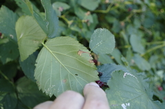 Stigmella splendidissimella