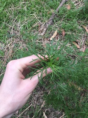 Lepidium bonariense