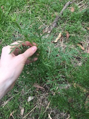 Lepidium bonariense