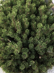 Pinus mugo