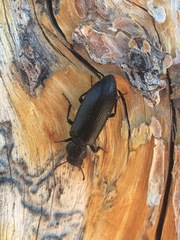 Lecontia discicollis