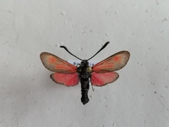 Zygaena punctum