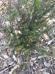 Dillwynia sieberi