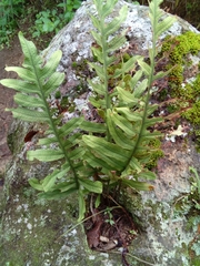 Phlebodium araneosum