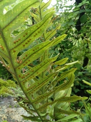 Phlebodium araneosum