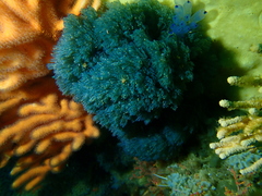 Virididentula dentata