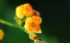 Hermannia grossularifolia