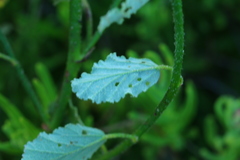 Hermannia grossularifolia