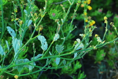 Hermannia grossularifolia