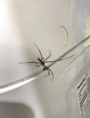 Trichonephila clavata