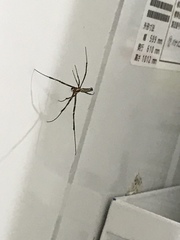 Trichonephila clavata