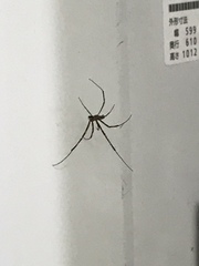 Trichonephila clavata