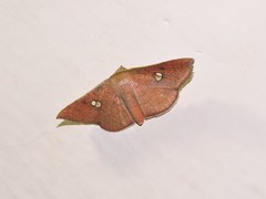 Banisia