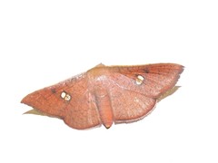 Banisia