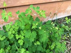 Thalictrum minus hypoleucum
