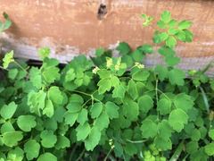 Thalictrum minus hypoleucum