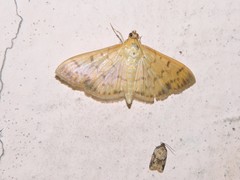 Patania