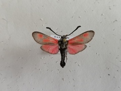 Zygaena punctum