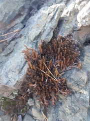 Selaginella rupestris
