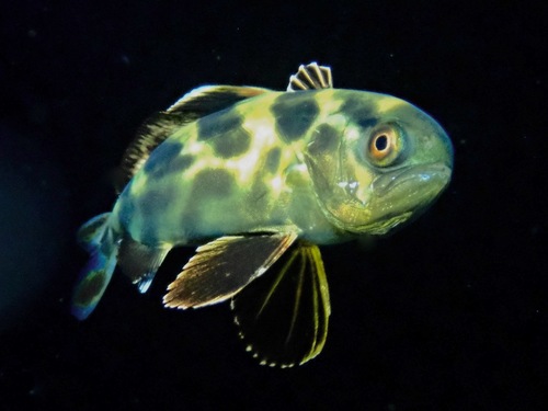 Amberjack (Seriolina nigrofasciata) — Carangidae