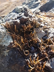 Selaginella rupestris