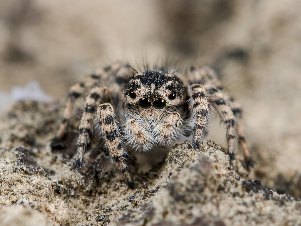 Feline Jumping Spiders