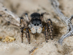 Aelurillus dubatolovi