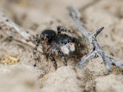 Aelurillus dubatolovi