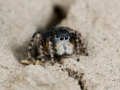 Aelurillus dubatolovi