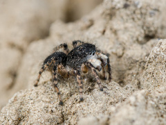 Aelurillus dubatolovi