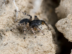 Aelurillus dubatolovi