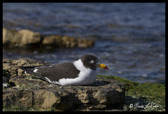 Larus belcheri