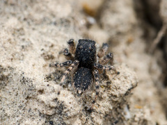 Aelurillus dubatolovi