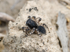 Aelurillus dubatolovi