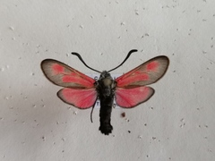Zygaena punctum
