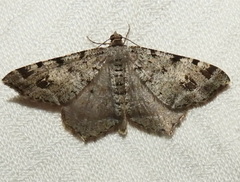 Macaria pinistrobata