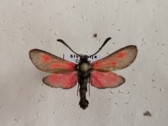 Zygaena punctum
