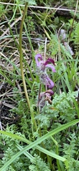 Pedicularis ornithorhynchos