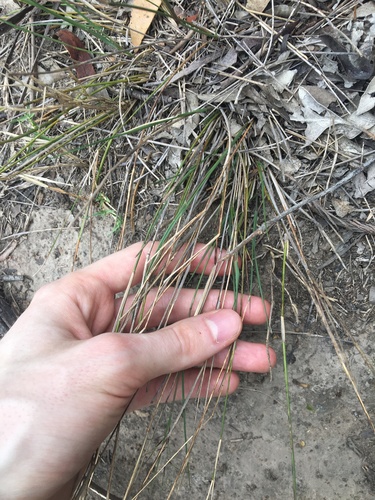 Image of Aristida vagans by (c) Thomas Mesaglio, some rights reserved (CC BY)