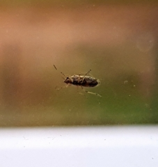 Insecta