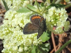 Euphilotes ancilla