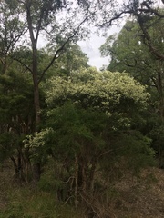 Melaleuca nodosa