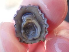 Patelloida corticata