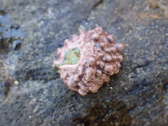 Patelloida corticata