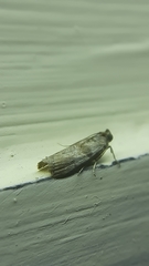 Phycitinae