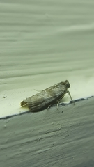 Phycitinae